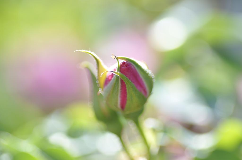 Wind and Roses 1