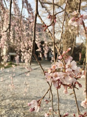 近所のお寺