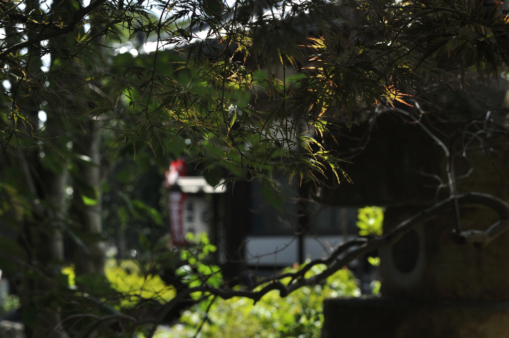 夏の光 1