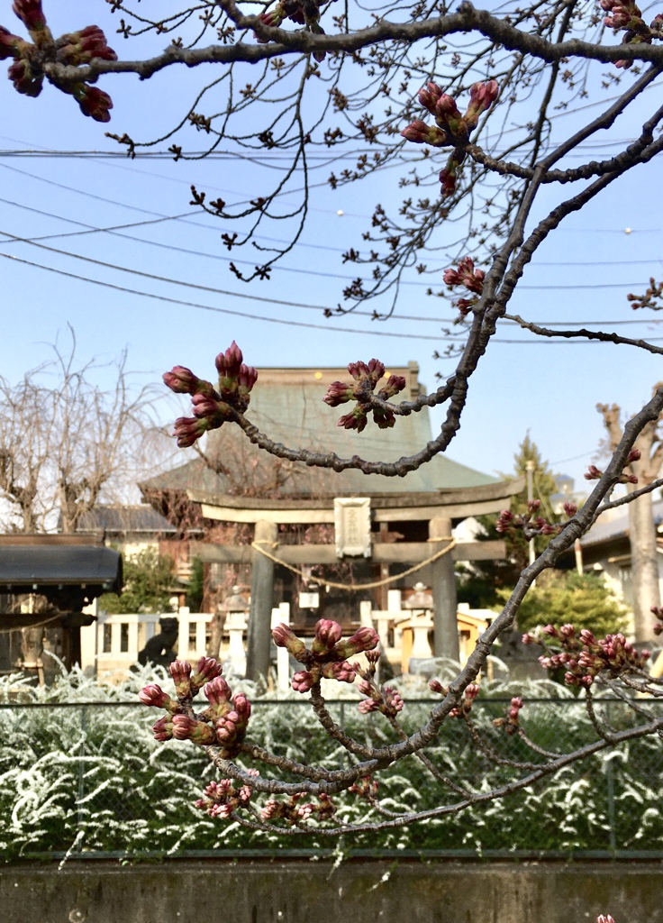 近所の神社