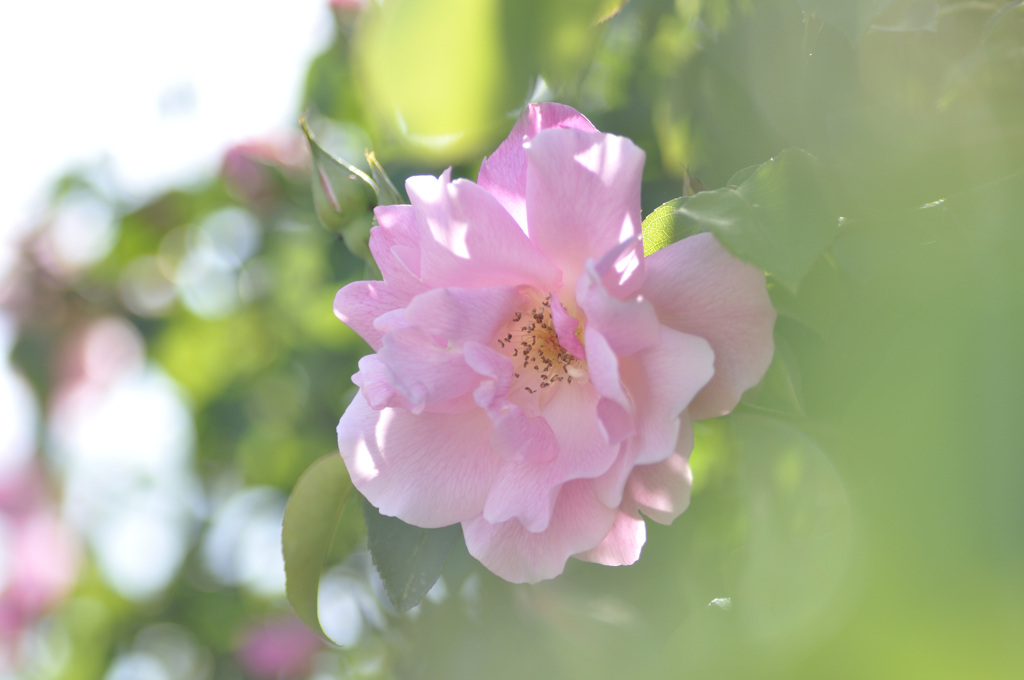 Wind and Roses 3