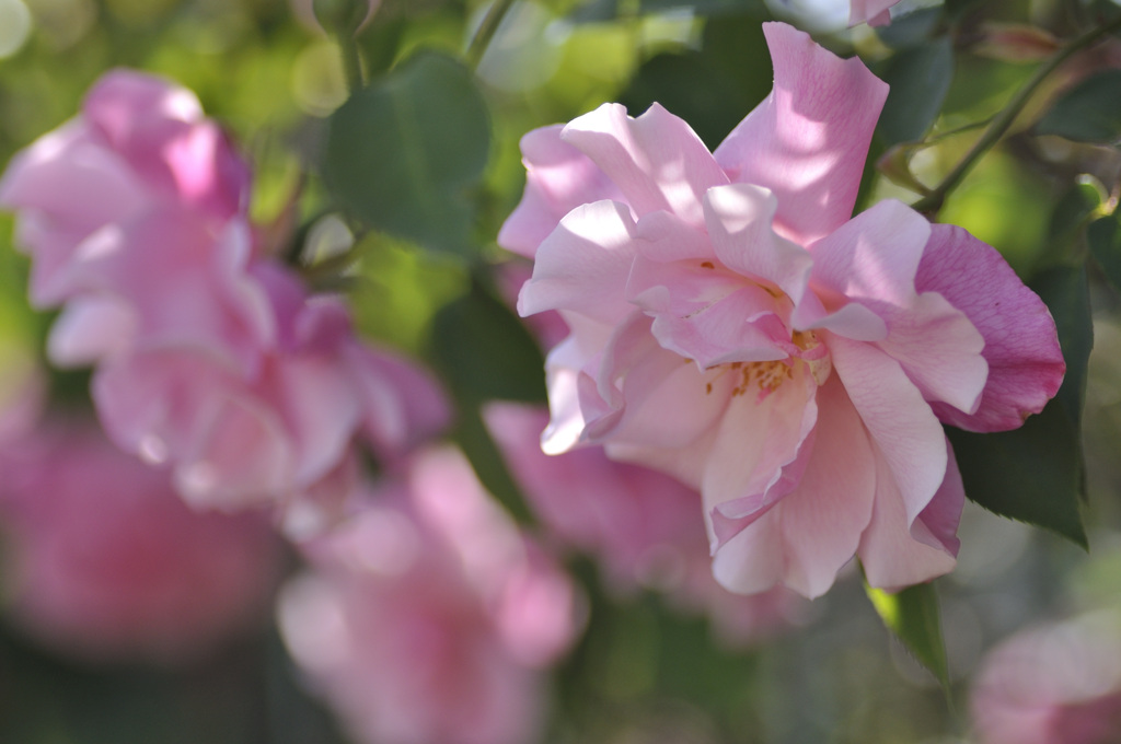 Wind and Roses 2