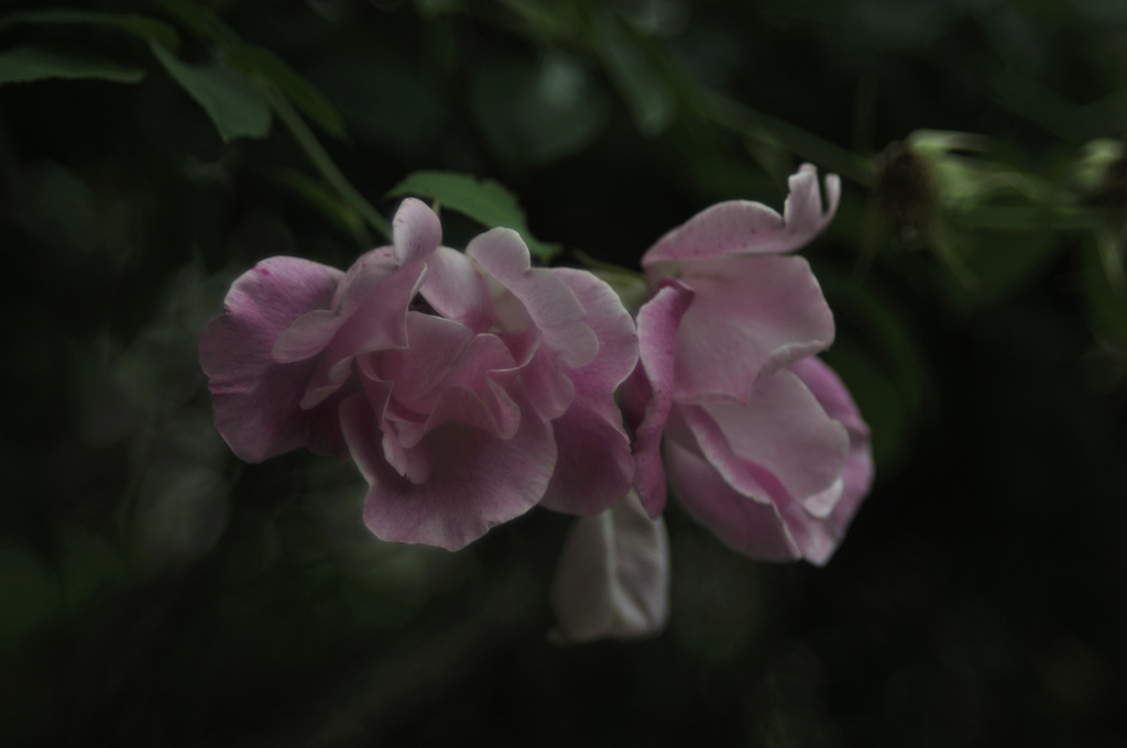 ピンクのバラ、咲きじまい２