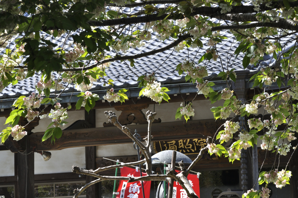 お寺のギョイコウザクラ