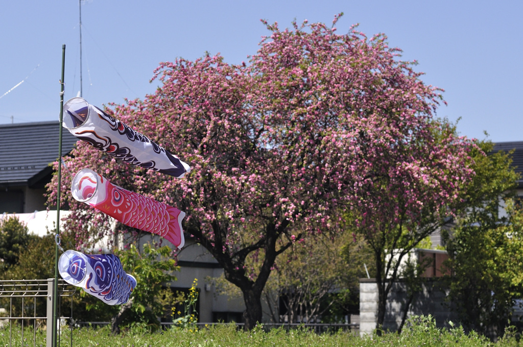 桜と鯉のぼり