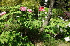 DSC02723