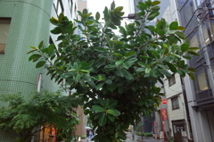 G0180038 G0180038