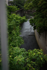 散歩-3