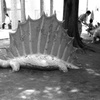 IMAG0342