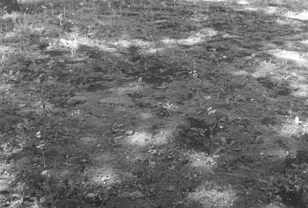 IMAG0025 - コピー