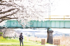 少女、桜、高架