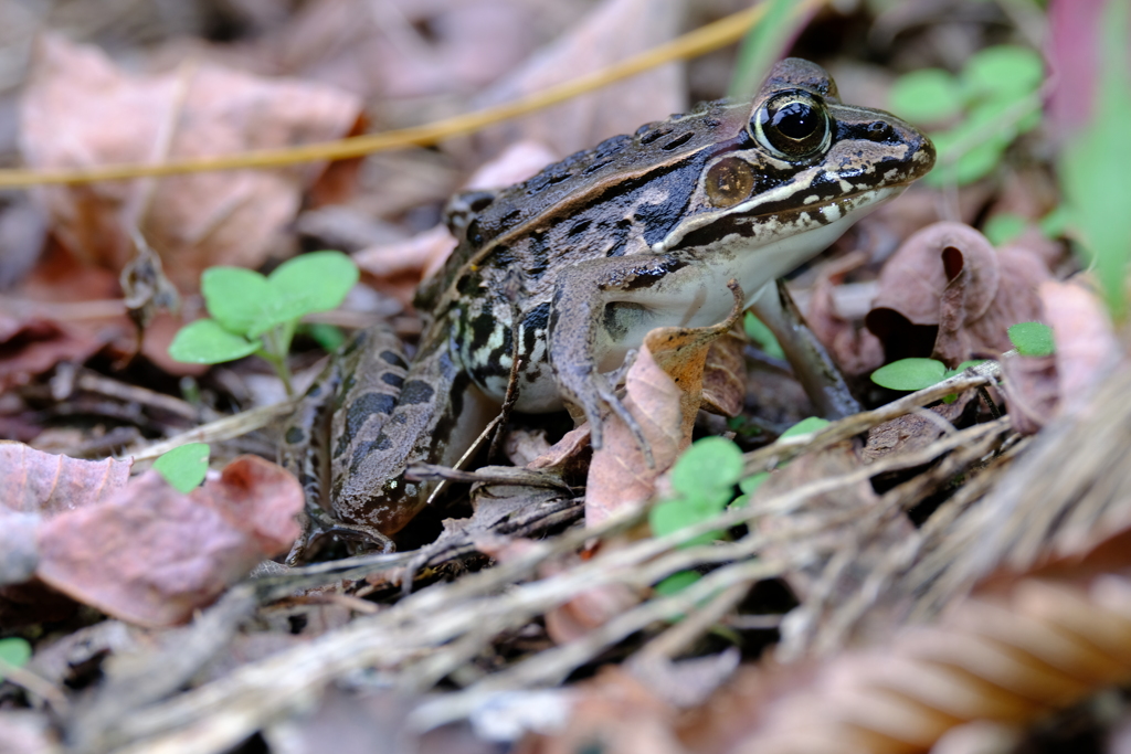 トノサマガエル