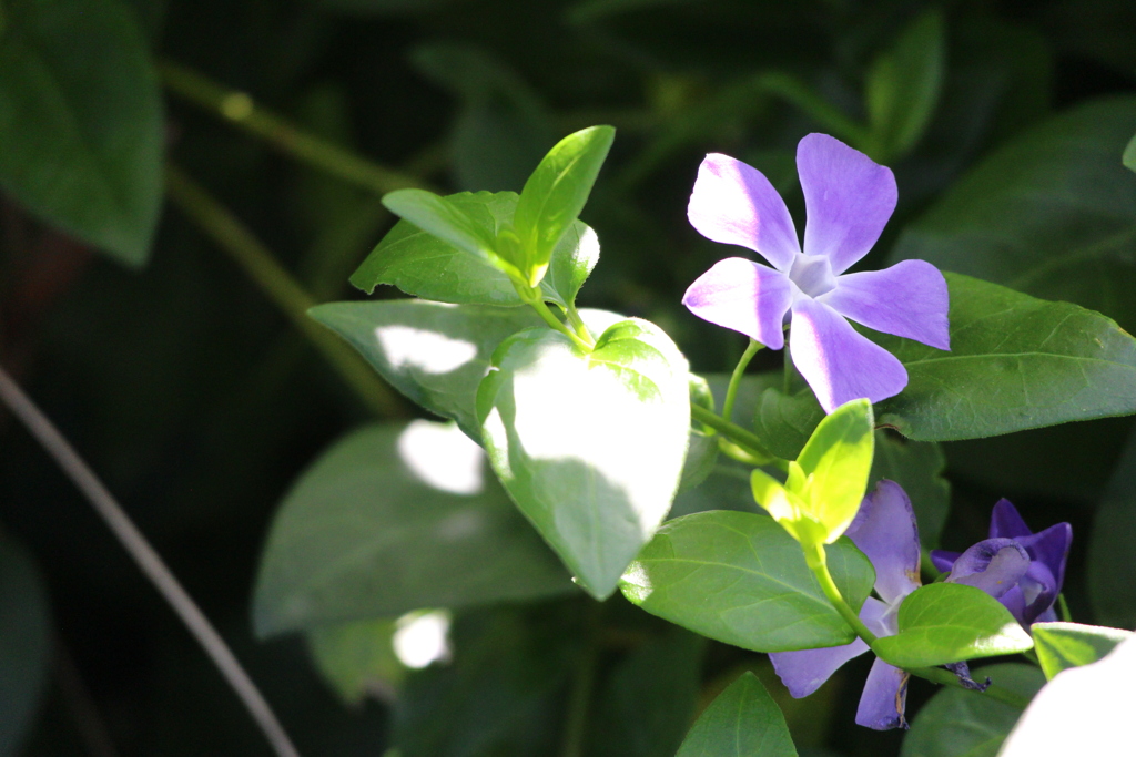 日差しを浴びて