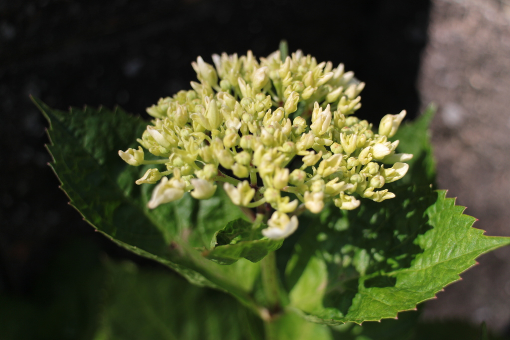 我が家の貴重な紫陽花