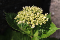 我が家の貴重な紫陽花