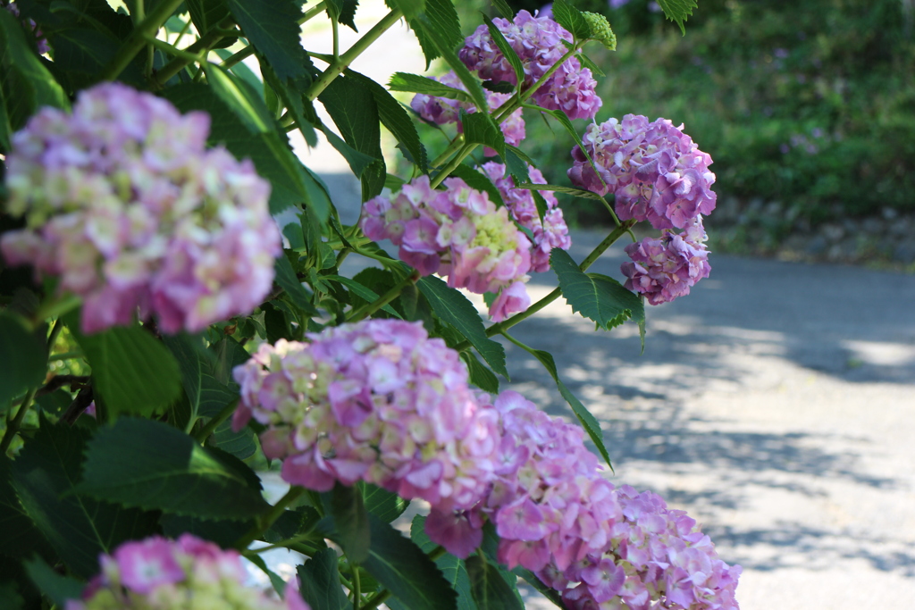 紫陽花の道