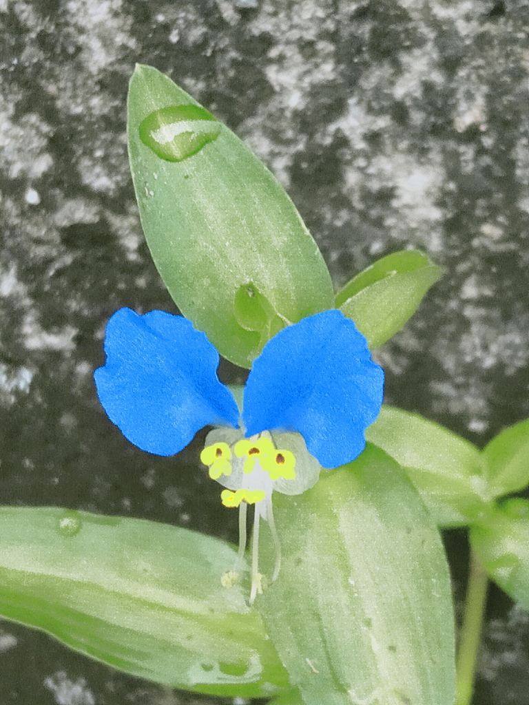 露草