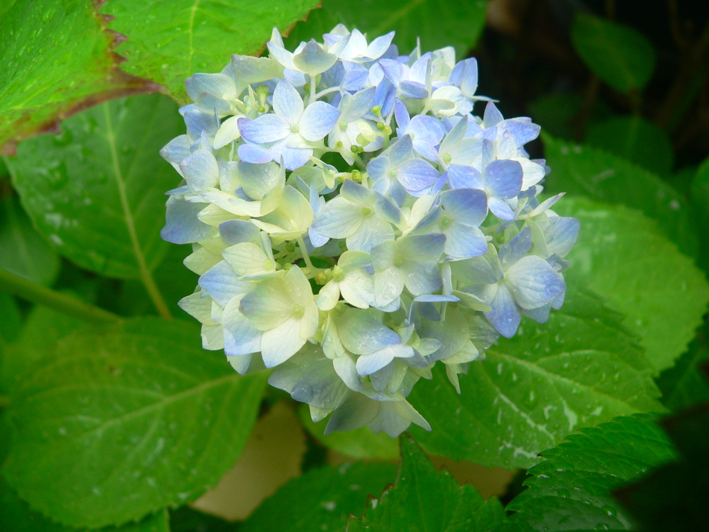 実家の庭の紫陽花