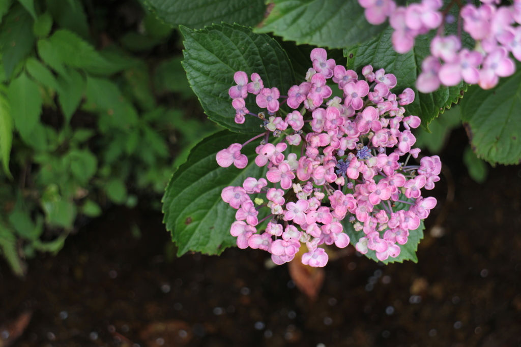紫陽花3