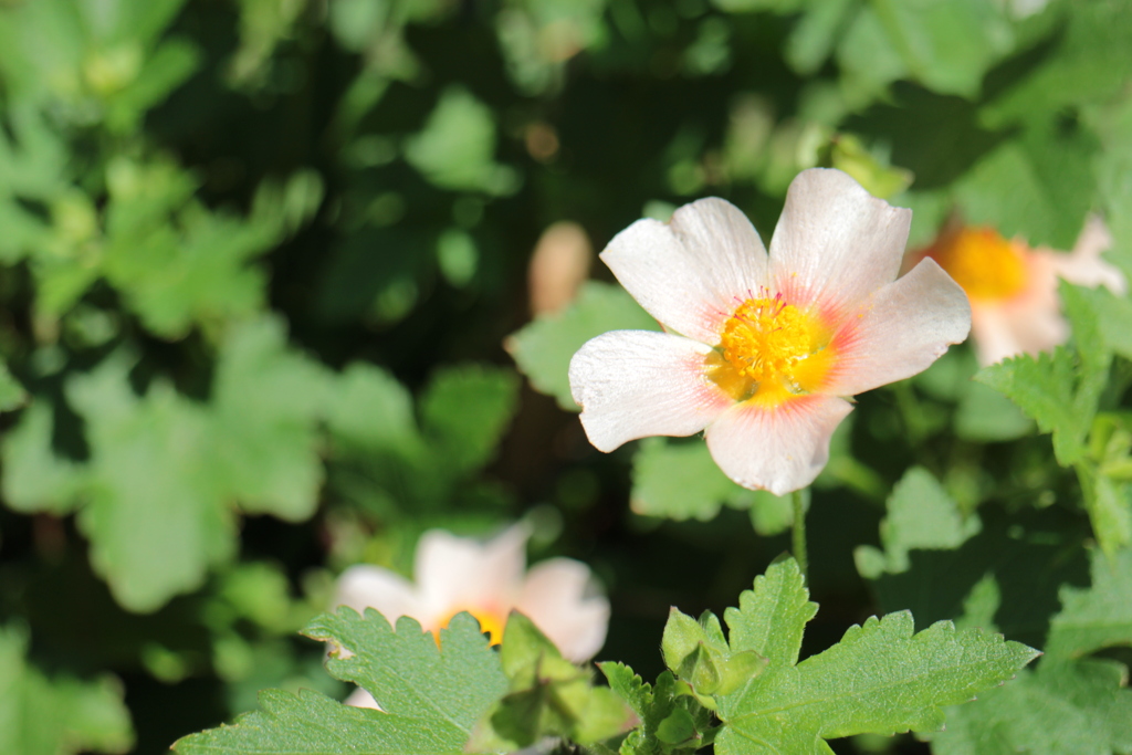 日差しを浴びて