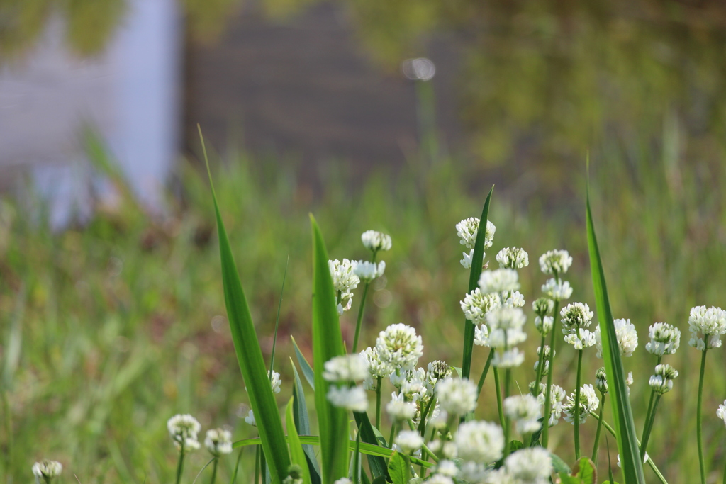 シロツメクサ
