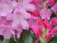 もうすぐ咲くよ