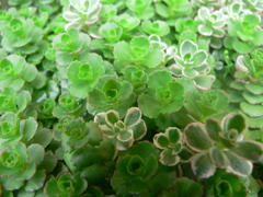 実家の庭のガヤガヤ