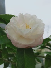 裏庭で静かに咲いていた