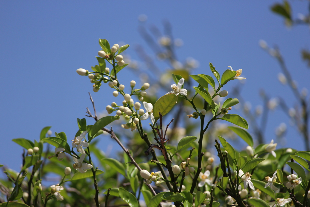 みかんの花