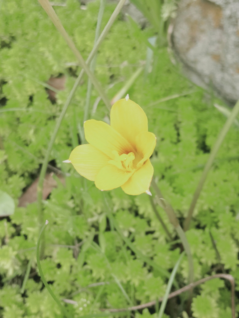 黄色のささやき