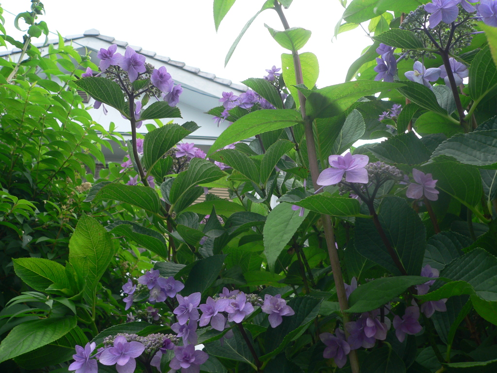 紫陽花の垣根