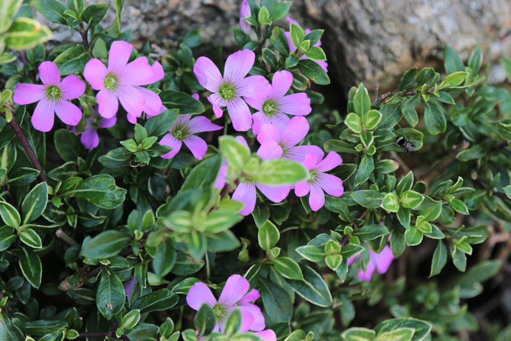 ここで咲いてます