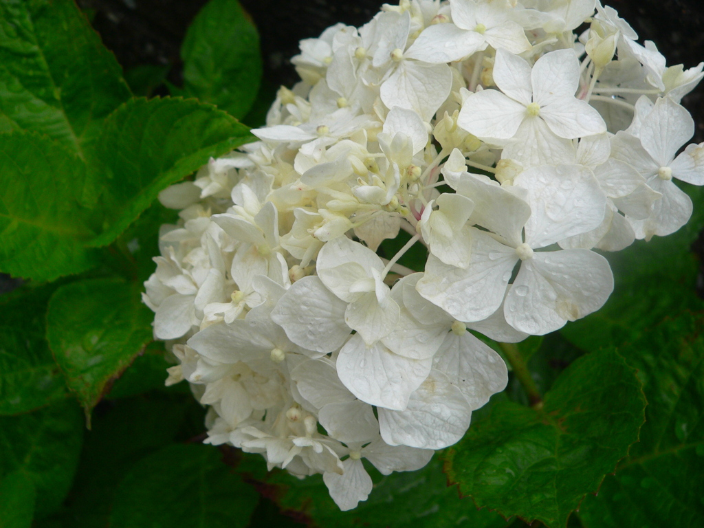 我が家の紫陽花