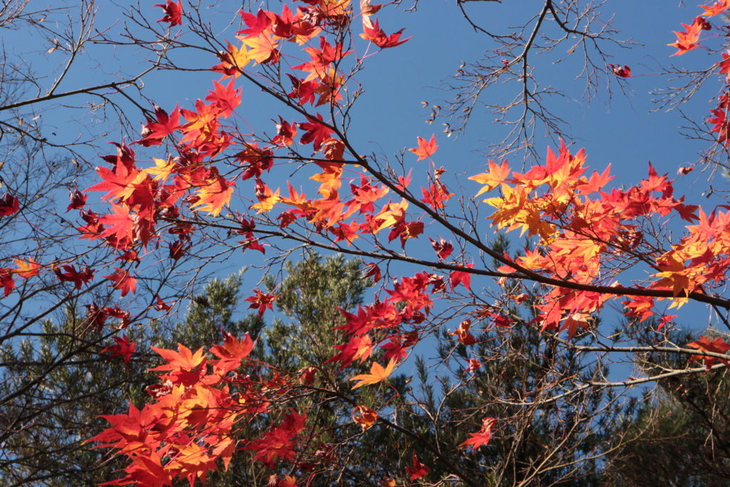 紅葉2