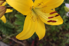 この前の蕾が咲きました