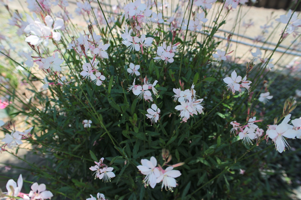 飛んでいきそう