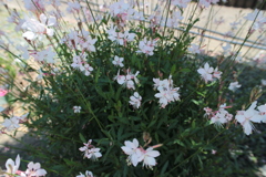 飛んでいきそう