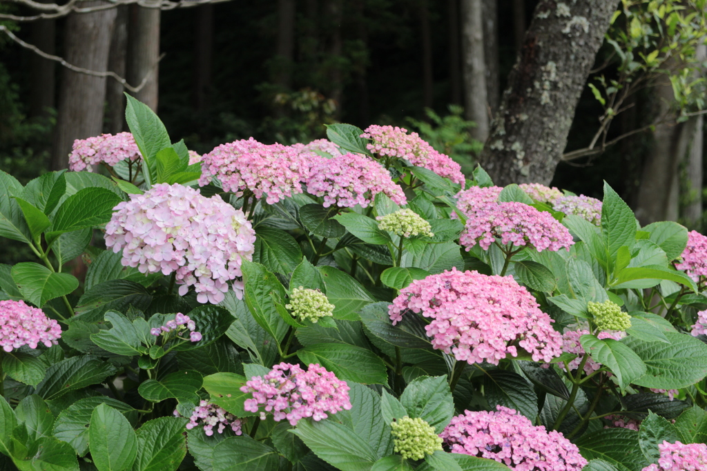 紫陽花1