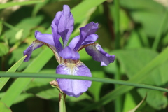 裏道で出会った