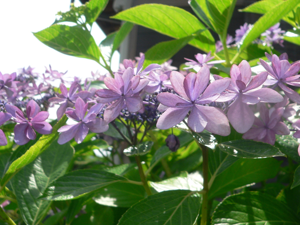 紫陽花です