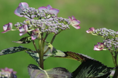 紫陽花３