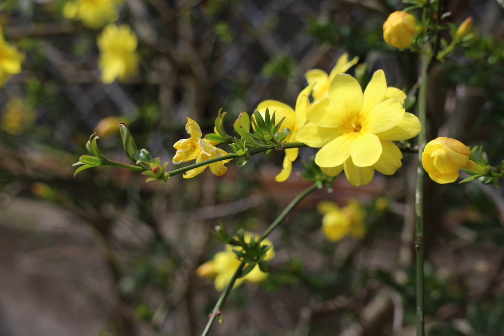 黄色の花