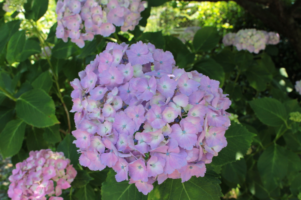 紫ちょっとハート