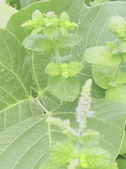 グリーン・ぐりーん