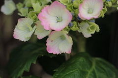 紫陽花4