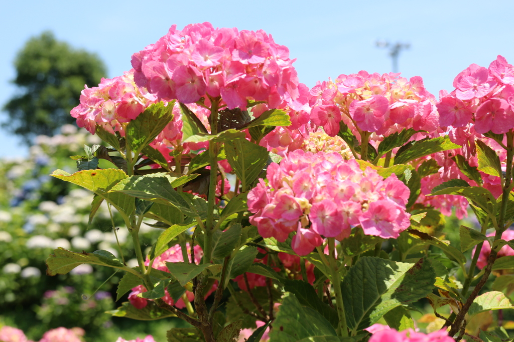 紫陽花満開