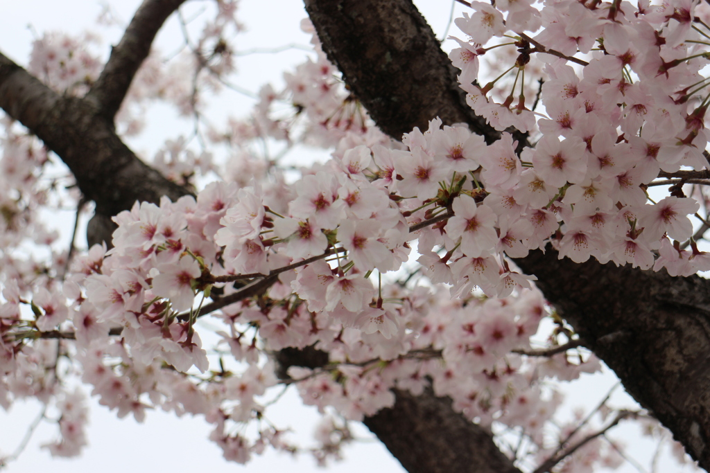 桜4