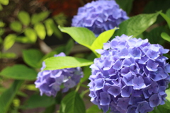 紫陽花1