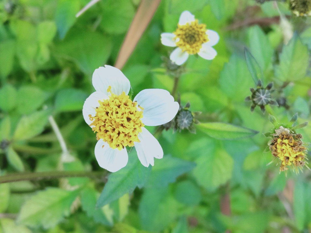 小さな花