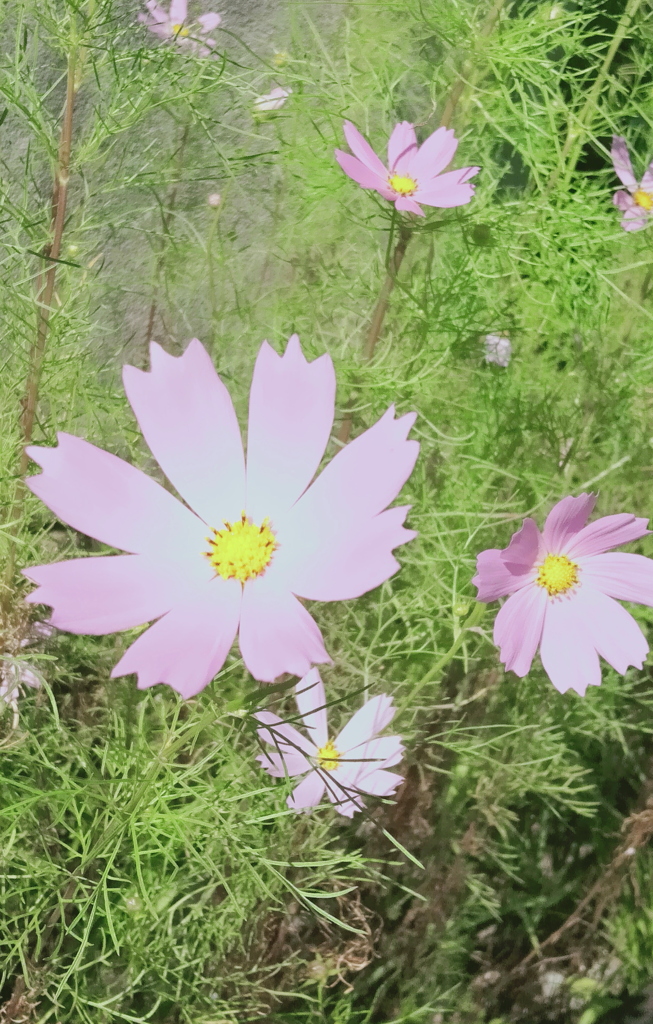 桃色コスモス